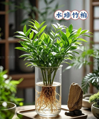 竹柏花卉怎么养护 竹柏花卉怎么养护