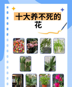 不死花叫什么名字