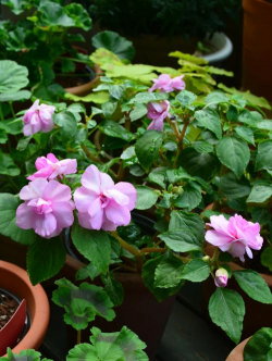 非洲凤仙容易长什么虫