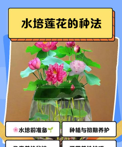 睡莲怎么放水里养