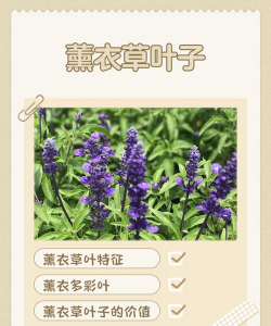 熏衣草叶子什么样