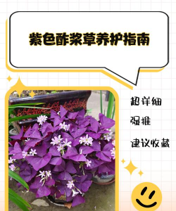 紫是怎么过冬的