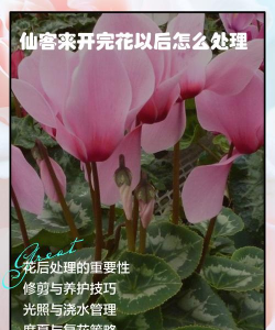 仙客来开花了怎么处理