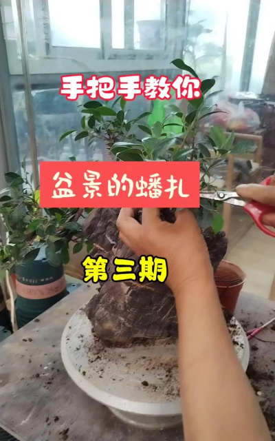 盆景是如何制作方法