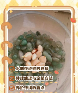 如何让水仙花球
