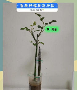 蔷薇如何扦插 蔷薇如何扦插