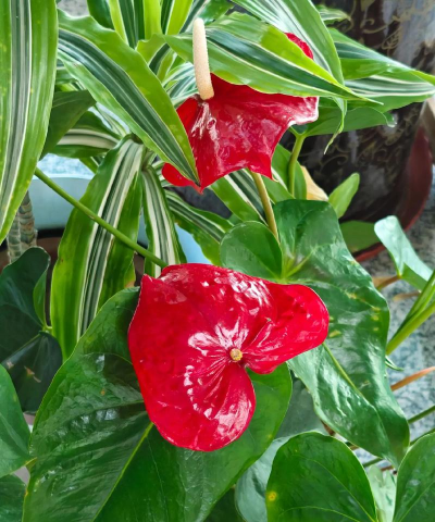 红掌为什么花烂了