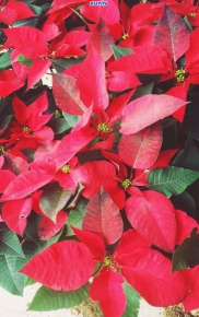 什么花叶子是红色斑点