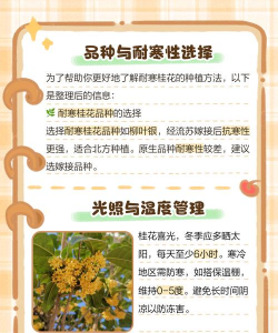 桂花在北方怎么过冬