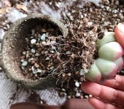 多肉断头怎么发根