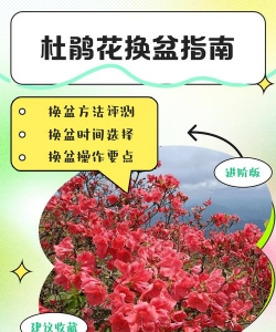 杜鹃如何换盆