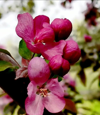 红宝石海棠开花什么颜色