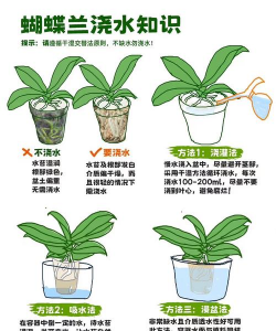 家里养植物怎么浇水 家里养植物怎么浇水