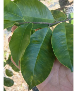 沉香木是什么叶子 沉香木是什么叶子