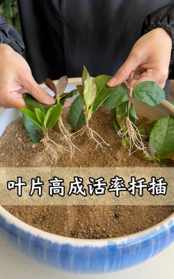 初恋的叶子怎么扦插 初恋的叶子怎么扦插