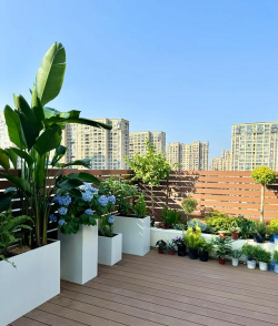 小区楼顶养花