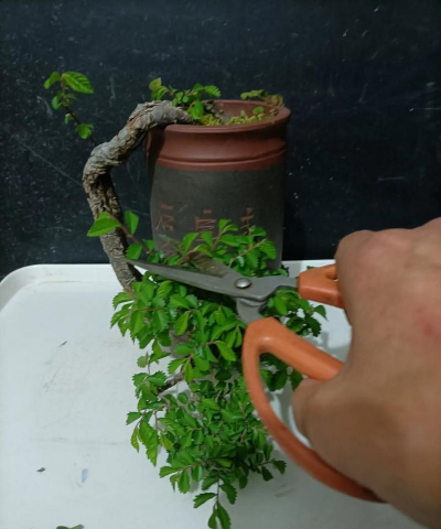 榆树盆景怎么修剪造型