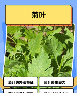 菊花有什么种类的叶子