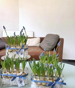 风信子如何保存 风信子如何保存