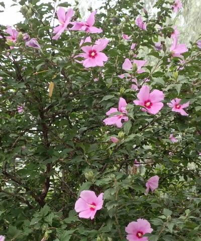 最好的锦花是什么