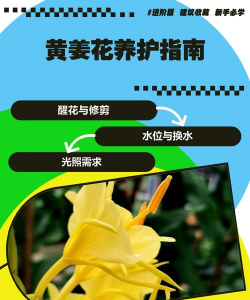 姜花夏天怎么养