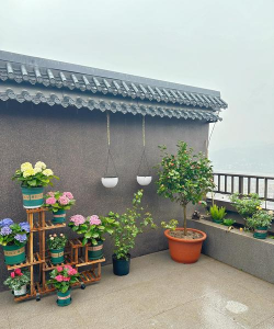 房顶上养花