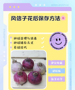如何保存风信子