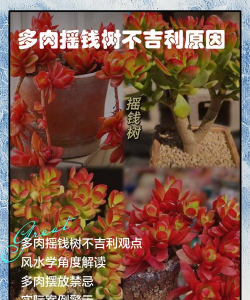 多肉为什么变成树
