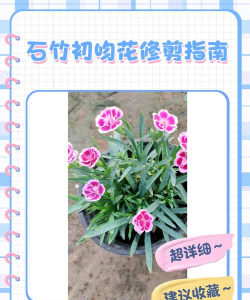 石竹如何修剪
