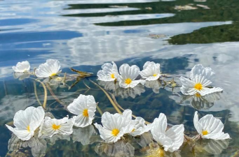 喜欢水的是什么花