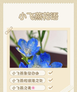 飞燕花的花语是什么
