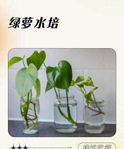 水培绿萝怎么杀菌