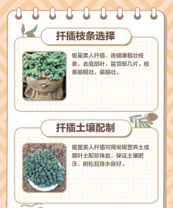 美人扦插后怎么养