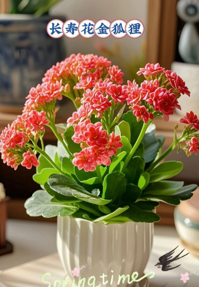 家中卧室养什么花最好