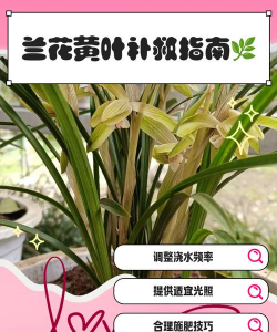 兰花叶发黄怎么养