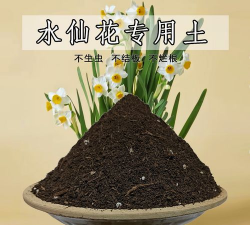 水仙花用什么土