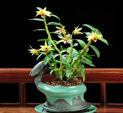 铁皮石斛如何盆栽