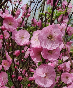 春天会有什么花开放