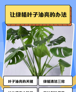 如何让叶子翠绿