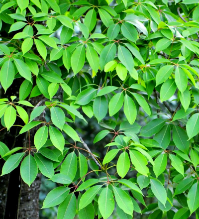 木棉树叶子什么颜色