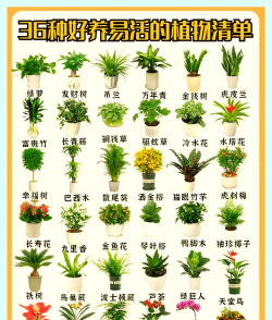 冬天常绿的植物有什么