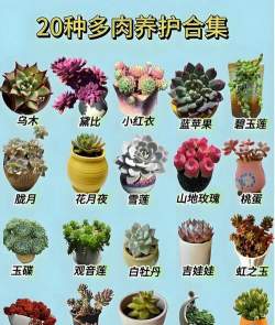 北方如何养多肉