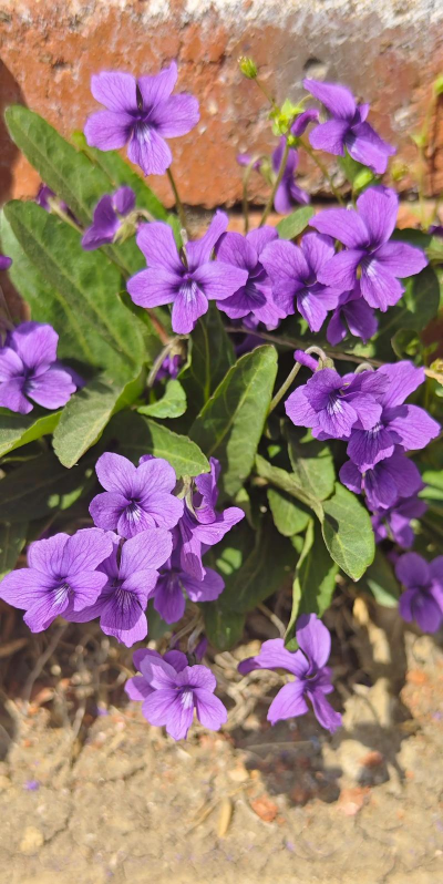 什么花卉开紫色花