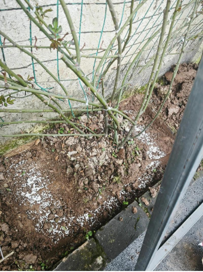 藤月什么时候施肥