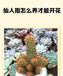 怎么才可以是仙人