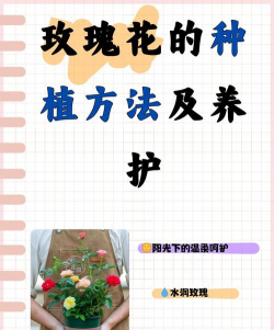 如何给玫瑰花浇水