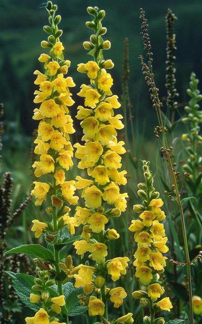 大毛蕊的花语是什么