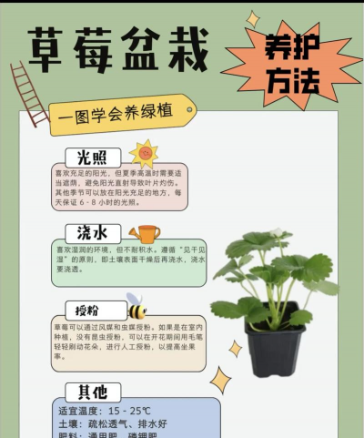 夏天怎么养好草莓