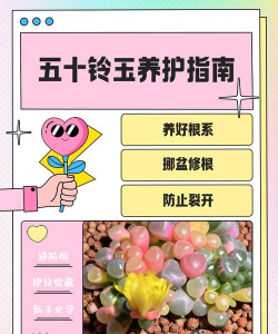 怎么养活五十铃