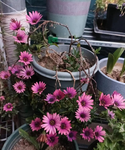 花没叶子怎么养